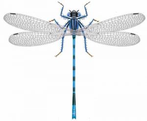 Familiar Bluet