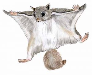 Southern Flying Squirrel