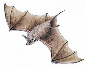 Brazilian Free-tailed Bat