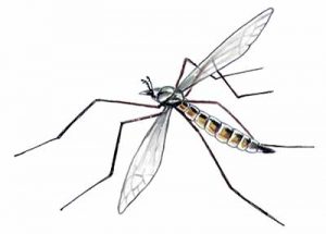 Crane Fly