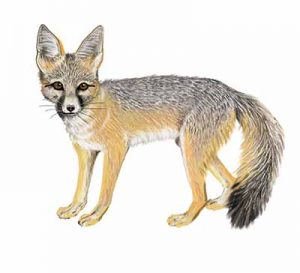 Kit Fox