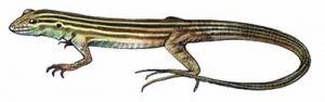 Six-lined Racerunner