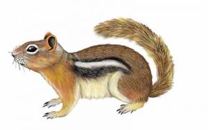 Golden-mantled Ground Squirrel