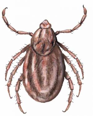 Dog Tick