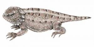 Short-Horned Lizard