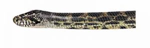 Bullsnake