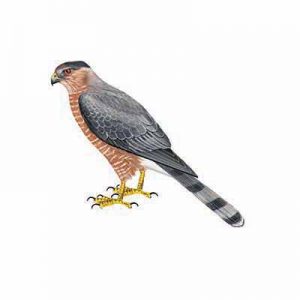 Cooper’s Hawk