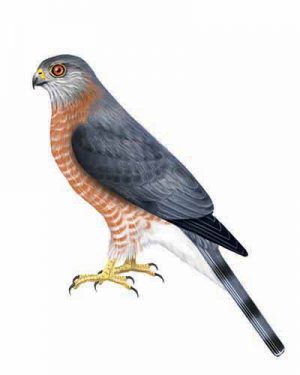 Sharp-shinned Hawk