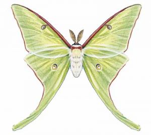 Luna Moth