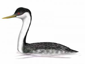 Western Grebe