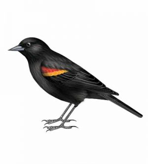 Red-winged Blackbird