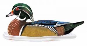 Wood Duck