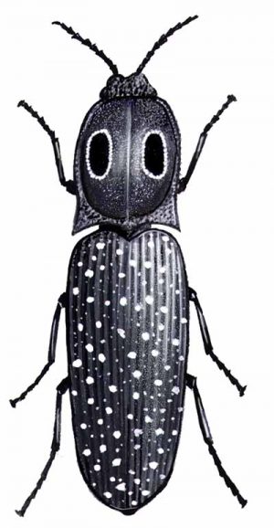 Eyed Click Beetle