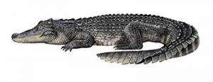 American Alligator