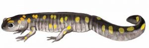 Yellow-Spotted Salamander