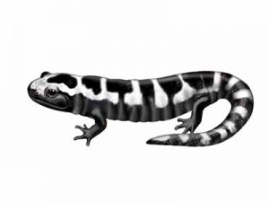 Marbled Salamander