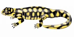 Tiger Salamander