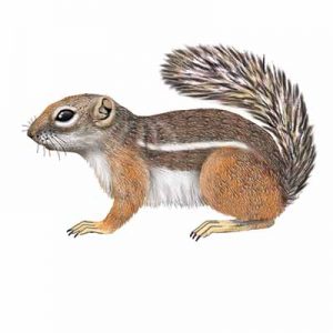 Harris’ Antelope Squirrel