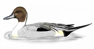 Northern Pintail