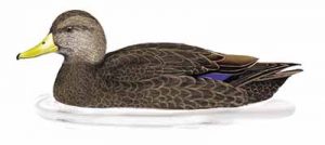 American Black Duck