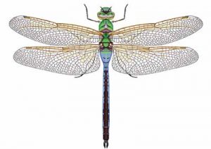 Green Darner