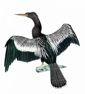 Anhinga