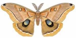 Polyphemus Moth