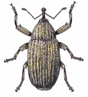 Boll Weevil