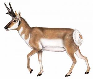 Pronghorn