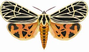 Virgo Tiger Moth