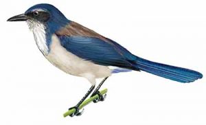 Western Scrub-jay