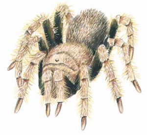 Desert Tarantula