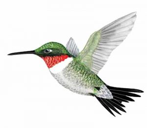 Ruby-throated Hummingbird