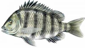 Sheepshead