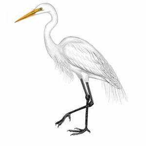 Great Egret