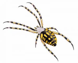 Black-and-yellow Garden Spider