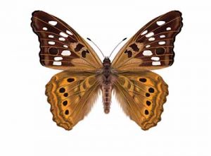 Hackberry Emperor