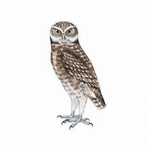 Burrowing Owl