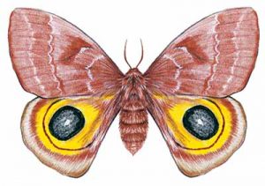 Io Moth