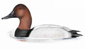 Canvasback