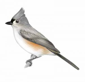 Tufted Titmouse