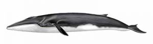 Finback Whale