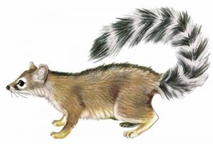 Ringtail