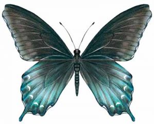 Pipevine Swallowtail