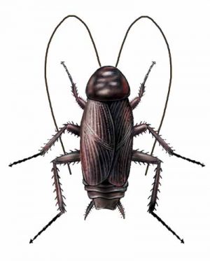 Oriental Cockroach