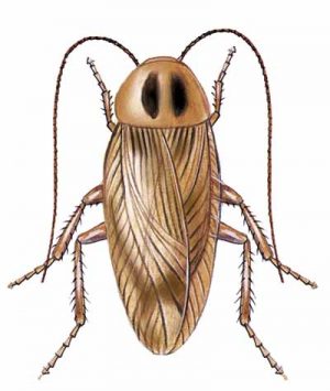 German Cockroach