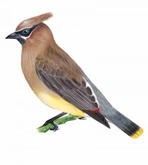 Cedar Waxwing