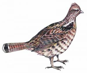 Ruffed Grouse