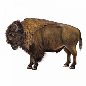 Bison