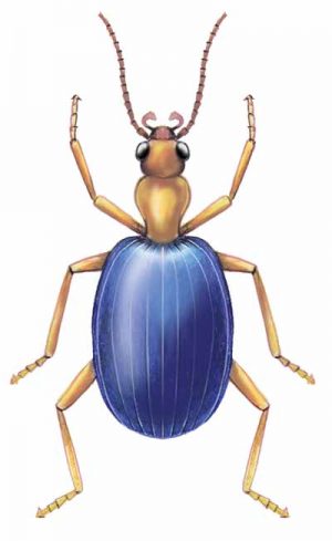 Bombardier Beetle